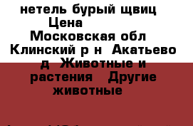 нетель бурый щвиц › Цена ­ 60 000 - Московская обл., Клинский р-н, Акатьево д. Животные и растения » Другие животные   